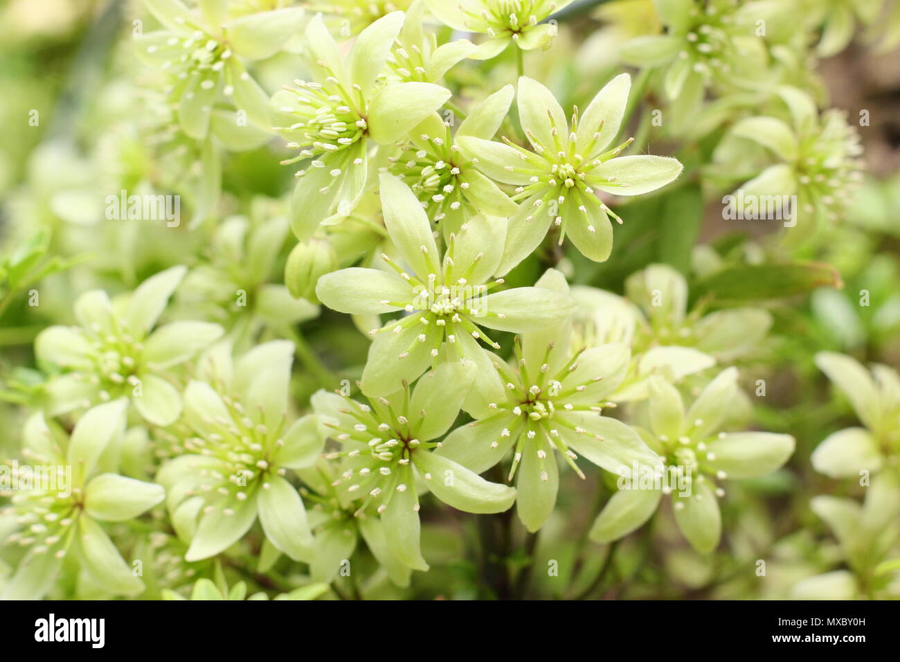 Clematis 'Fragrant cartmanii Oberon', eine immergrüne Clematis, in der Blüte im Frühjahr (Mai), England, Großbritannien Stockfoto