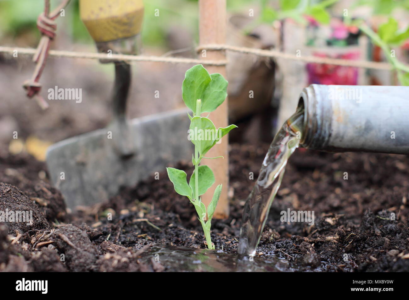 Lathyrus Odoratus. Die Bewässerung eine junge Sweet pea plant an der Basis von einem Stock und Garn wigwam Anlagenbetreuung, Frühling, Großbritannien Stockfoto