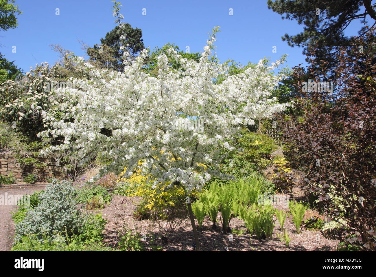 Malus transitoria. Cut blatt Crab Apple Tree in voller Blüte im Frühjahr, England, Großbritannien Stockfoto