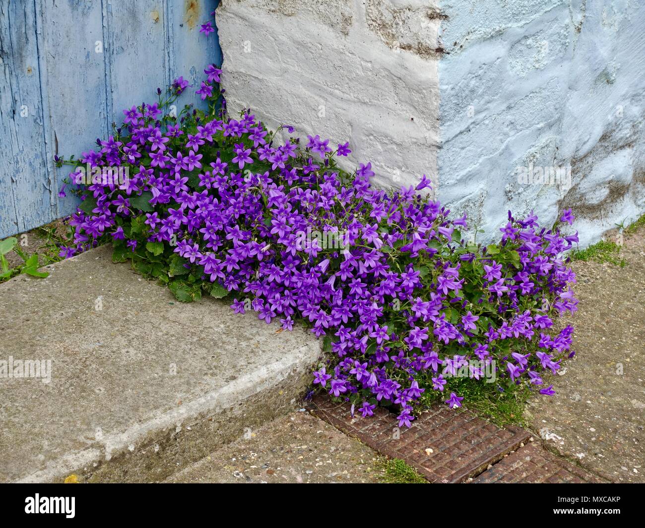 Lila blühende Pflanze, Campanula portenschlagiana, allgemein bekannt als Glockenblumen, wachsen in der Ecke eine alte Tür in Nordfrankreich. Stockfoto