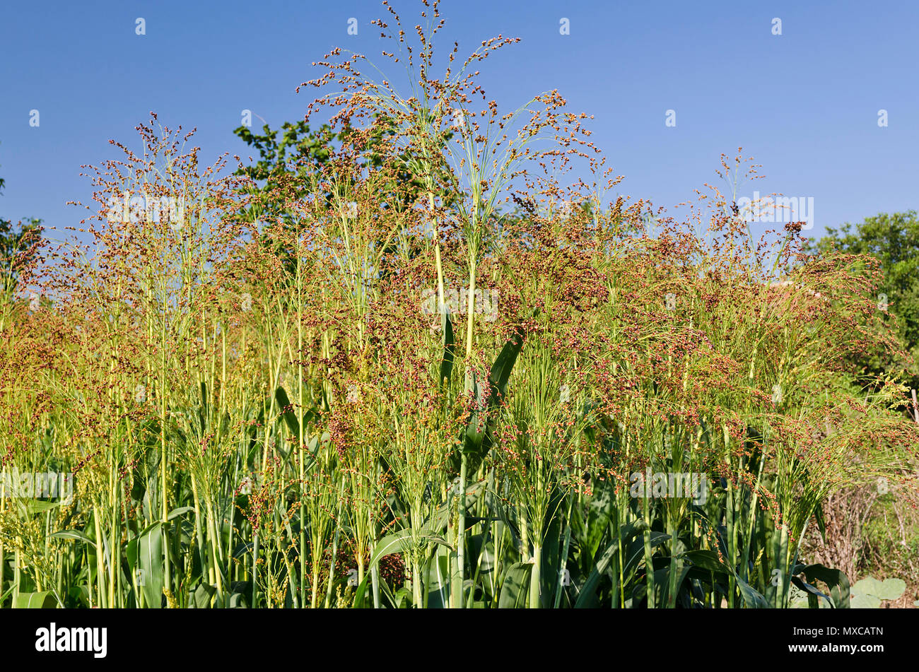 Grüne Pflanze Feld in der östlichen Bulgarien Stockfoto