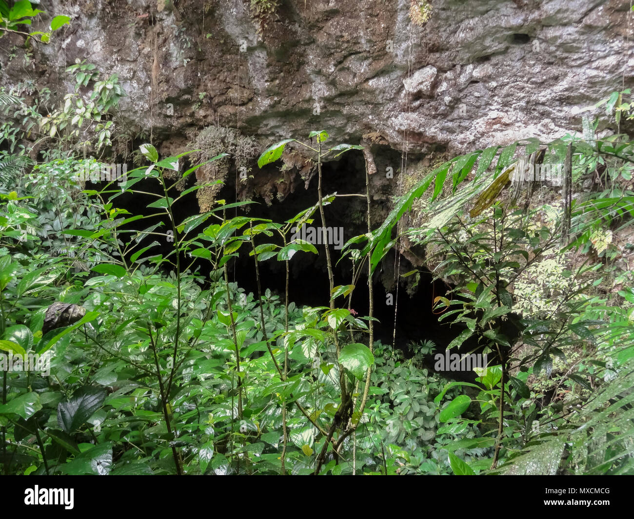 Eingang Areal einer Höhle im Blue Hole National Park in Belize im Mittelamerika Stockfoto