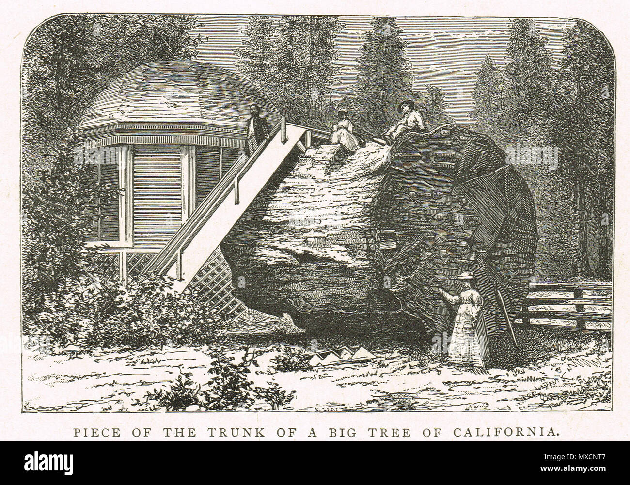 Frauen entspannen auf einem Stück eines großen Baumes von Kalifornien, 19. Jahrhundert Stockfoto