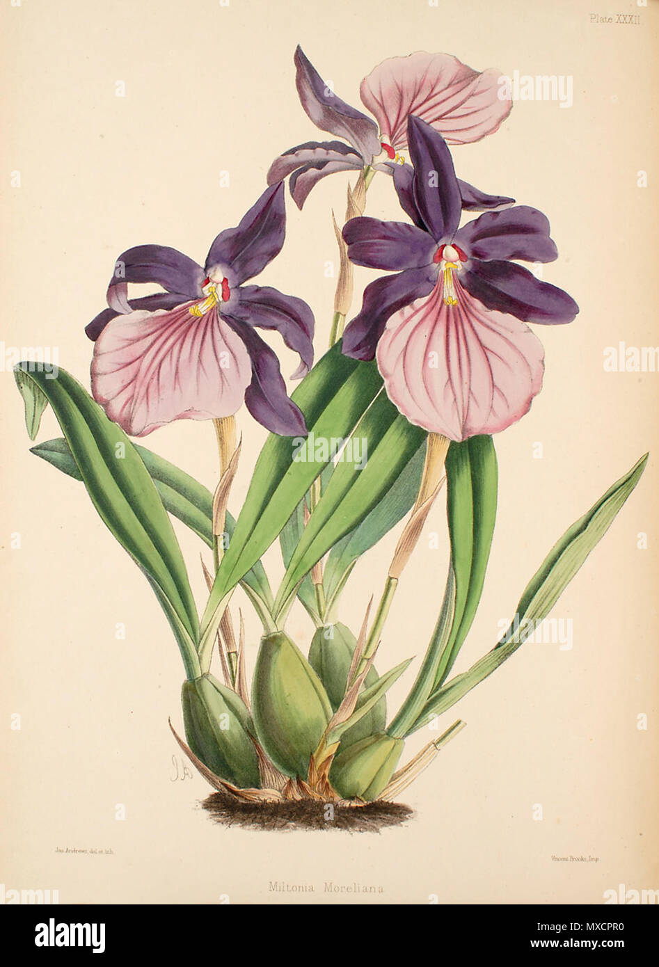 . Abbildung: Miltonia moreliana. zwischen 1862 und 1865. James Andrews (1801-1876), Illustrator, Robert Warner (1814-1896) und Benjamin Samuel Williams (1822-1890) Editoren 417 Miltonia moreliana-Warner, Williams - Wählen Sie Orch. Anlagen 1, PL. 32 (1862-1865) Stockfoto
