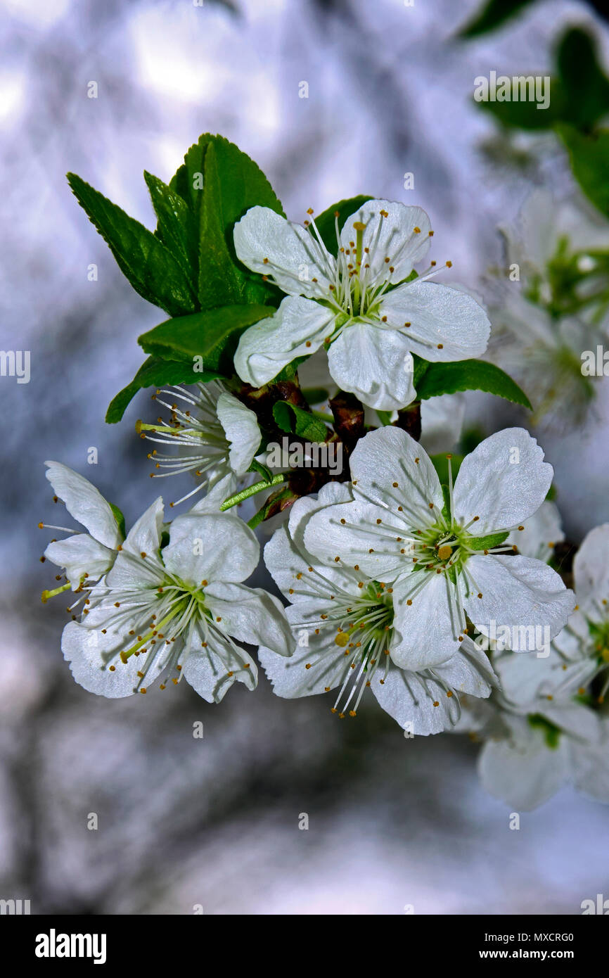 In der Nähe von weißen Blüten an der Spitze der ein abgeknickter Zweig auf einen sauren - cherry tree, fuzzy hellen Hintergrund Stockfoto