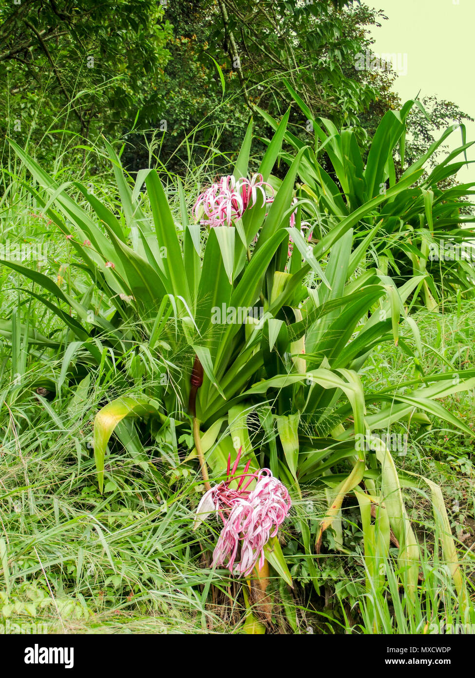 Bunte Vegetation mit Blumen in Belize in Mittelamerika gesehen Stockfoto