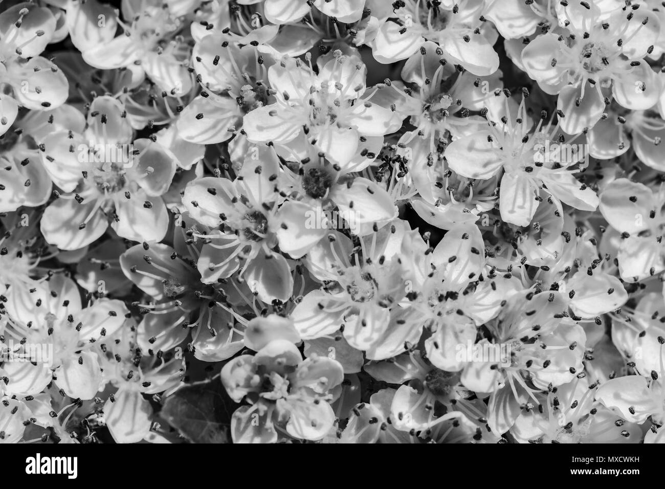 Die sich abzeichnenden Sommerblumen in einem Garten. Insekten und Larven werden gesehen, die Blütenblätter und Nektar fressen. Stockfoto