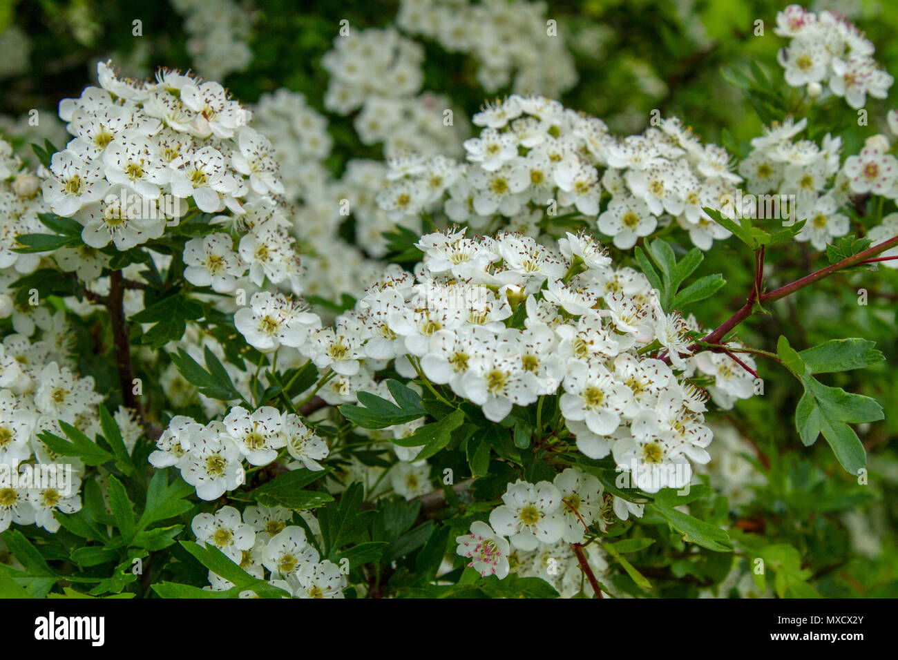 Weißdorn (Mai) Blüte Stockfoto