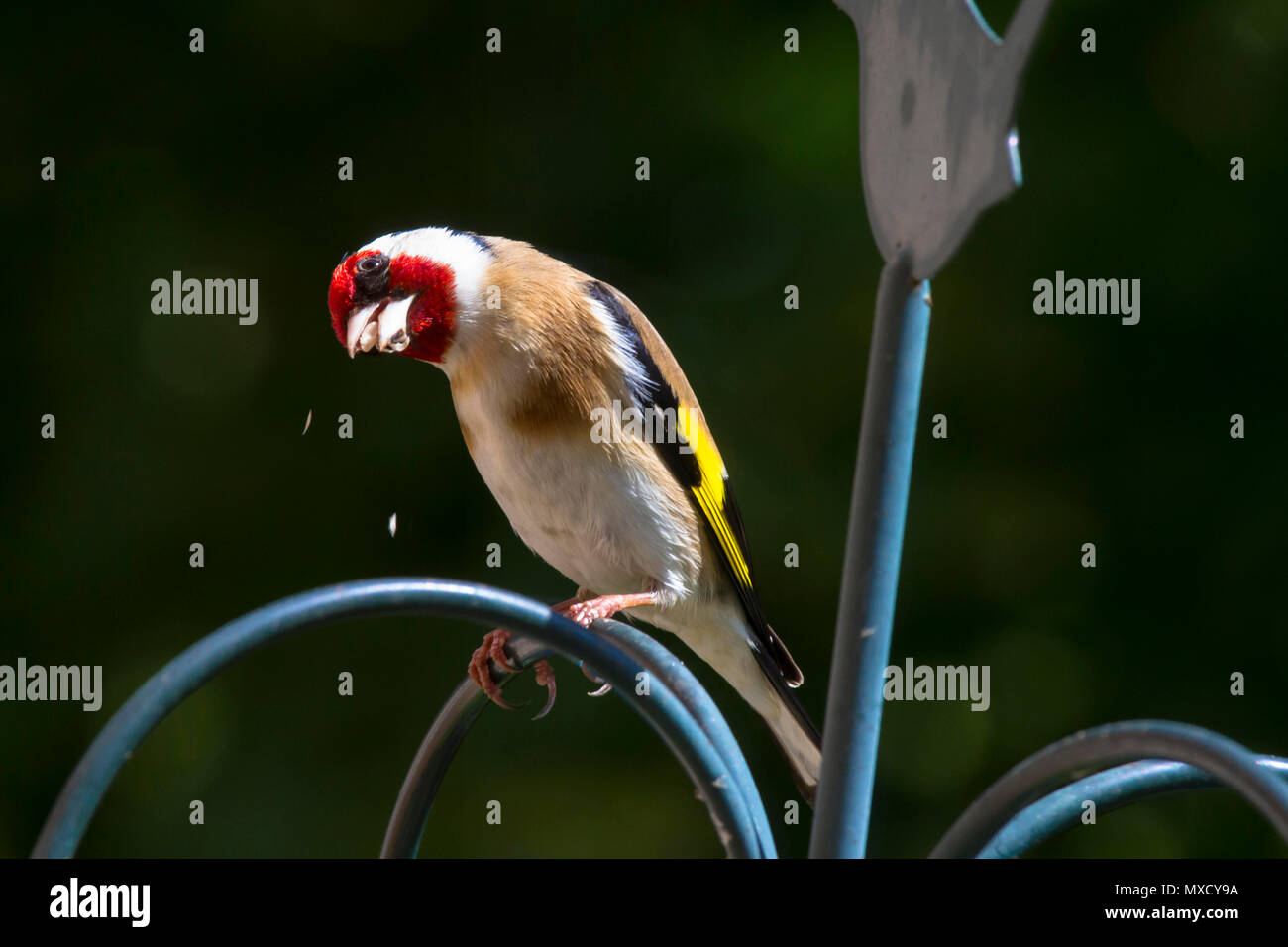Deutschland, Stieglitz (Carduelis carduelis). Deutschland, Stieglitz (Carduelis carduelis). Stockfoto