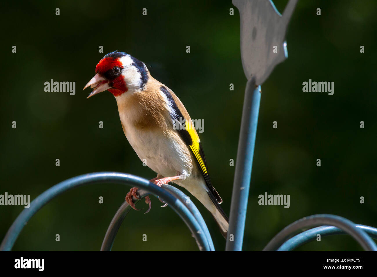 Deutschland, Stieglitz (Carduelis carduelis). Deutschland, Stieglitz (Carduelis carduelis). Stockfoto