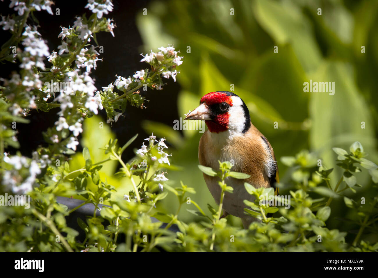 Deutschland, Stieglitz (Carduelis carduelis). Deutschland, Stieglitz (Carduelis carduelis). Stockfoto