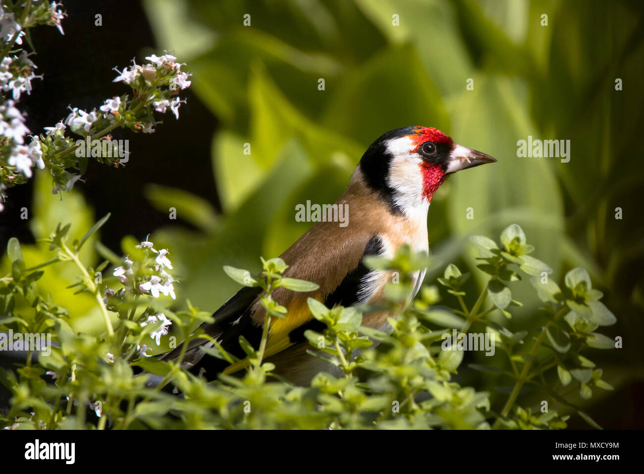 Deutschland, Stieglitz (Carduelis carduelis). Deutschland, Stieglitz (Carduelis carduelis). Stockfoto