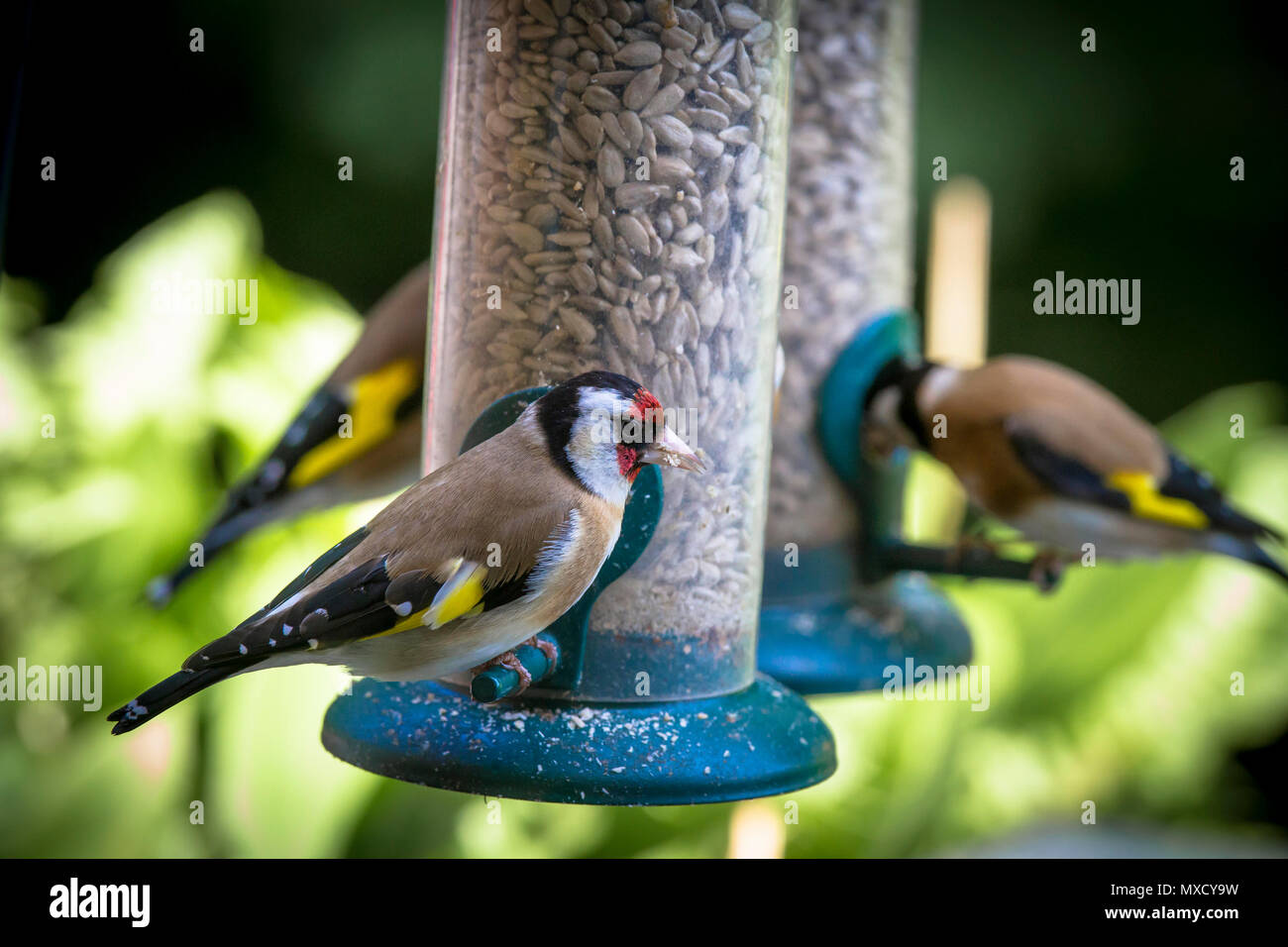 Deutschland, Stieglitz (Carduelis carduelis) an einem Futterplatz auf einem Balkon. Deutschland, Stieglitze (Carduelis carduelis) an einer Futterstelle in ei Stockfoto