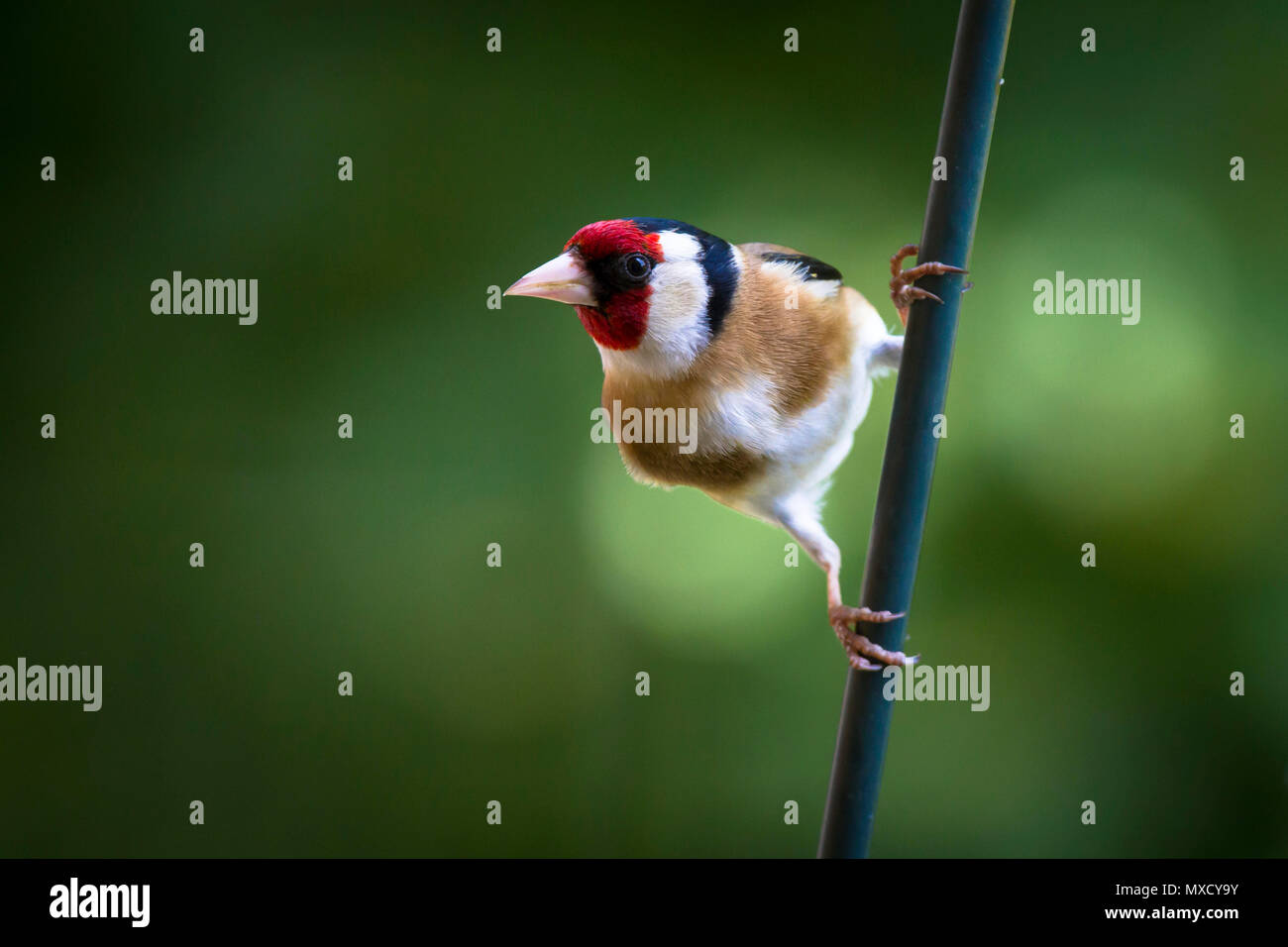 Deutschland, Stieglitz (Carduelis carduelis). Deutschland, Stieglitz (Carduelis carduelis). Stockfoto