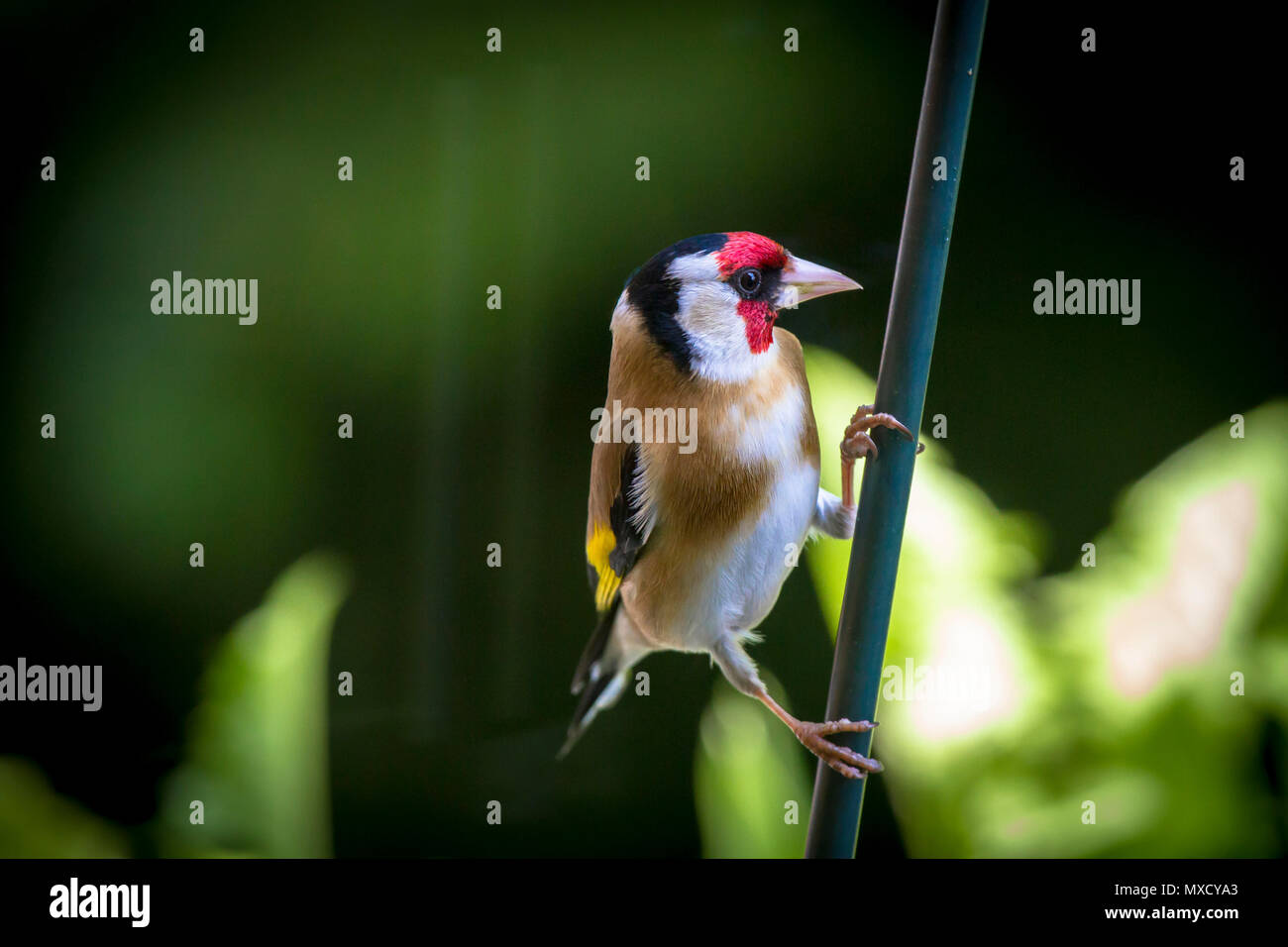 Deutschland, Stieglitz (Carduelis carduelis). Deutschland, Stieglitz (Carduelis carduelis). Stockfoto