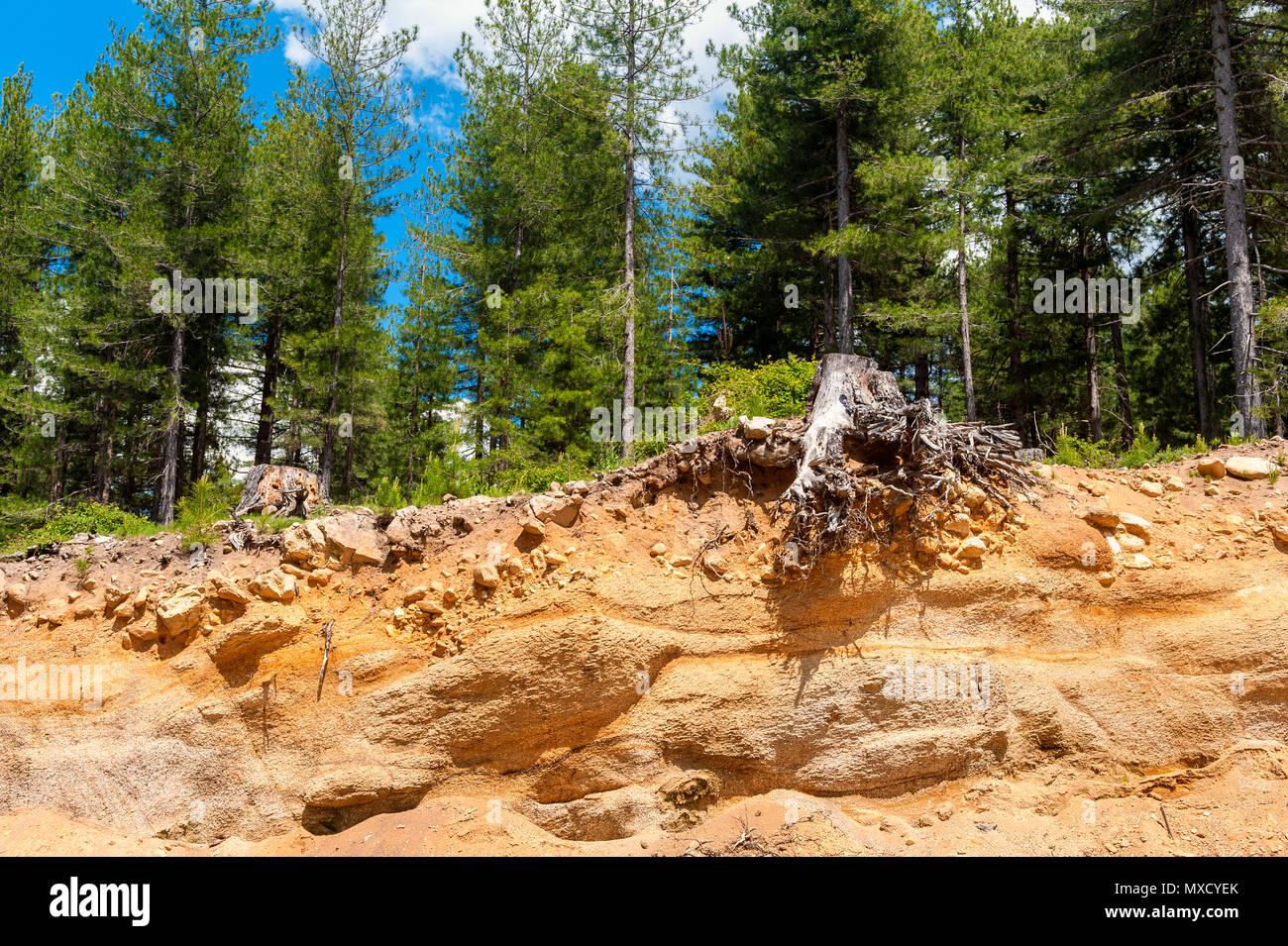 Erosion in Wald in Korsika Frankreich Stockfoto