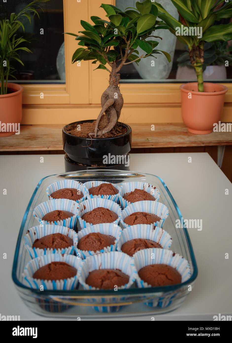 Hausgemachte Muffins mit Schokolade im Glas Fach und in der Nähe von Bonsai Pflanzen platziert Stockfoto