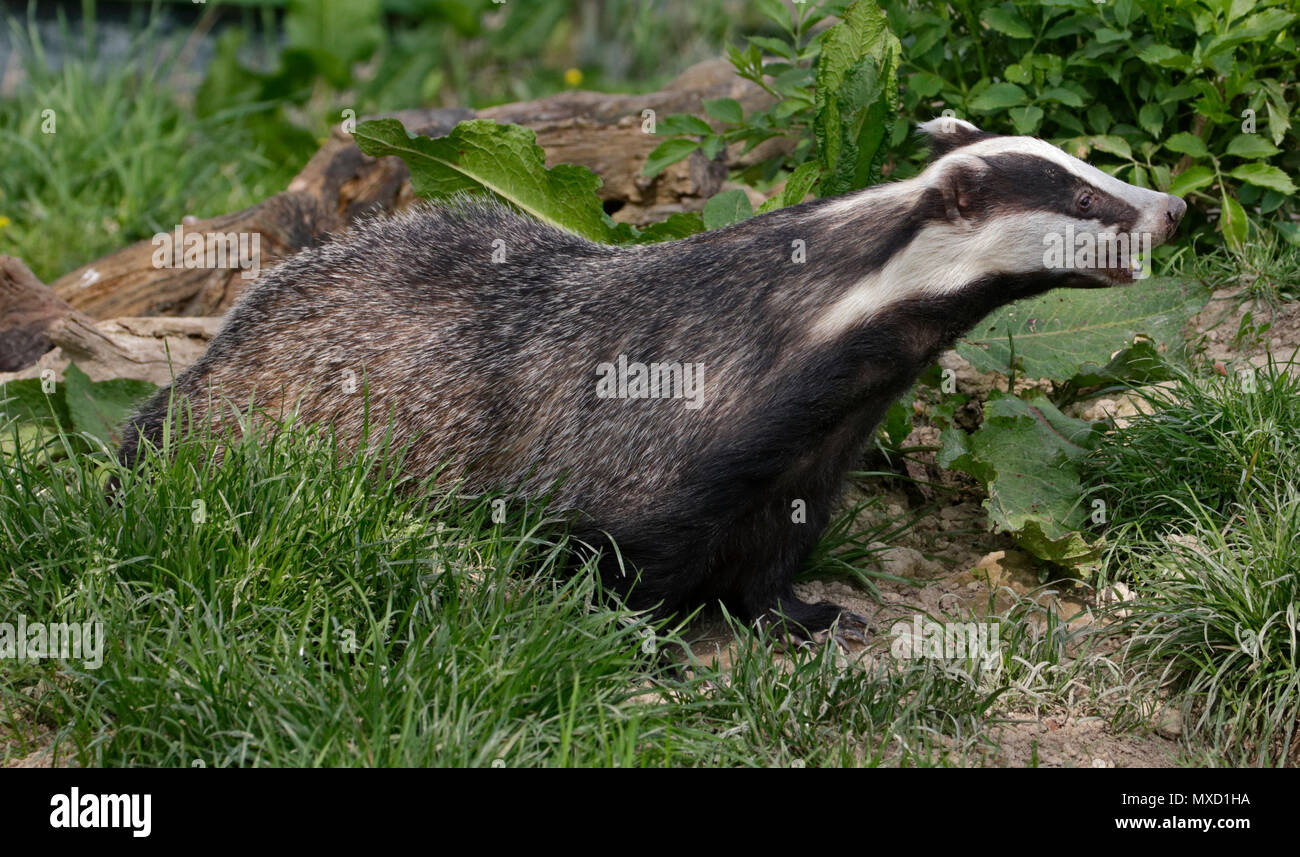 Eurasischer Dachs (Meles Meles) Stockfoto