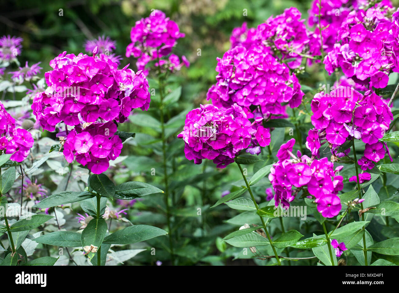Phlox paniculata ' Pfau Neon Purple ' Grden Grenze mehrjährige Blumen Stockfoto