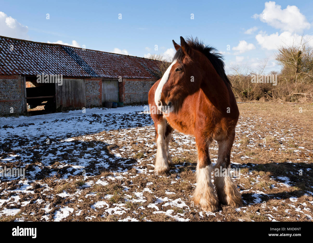Ein Shire Horse Stockfoto