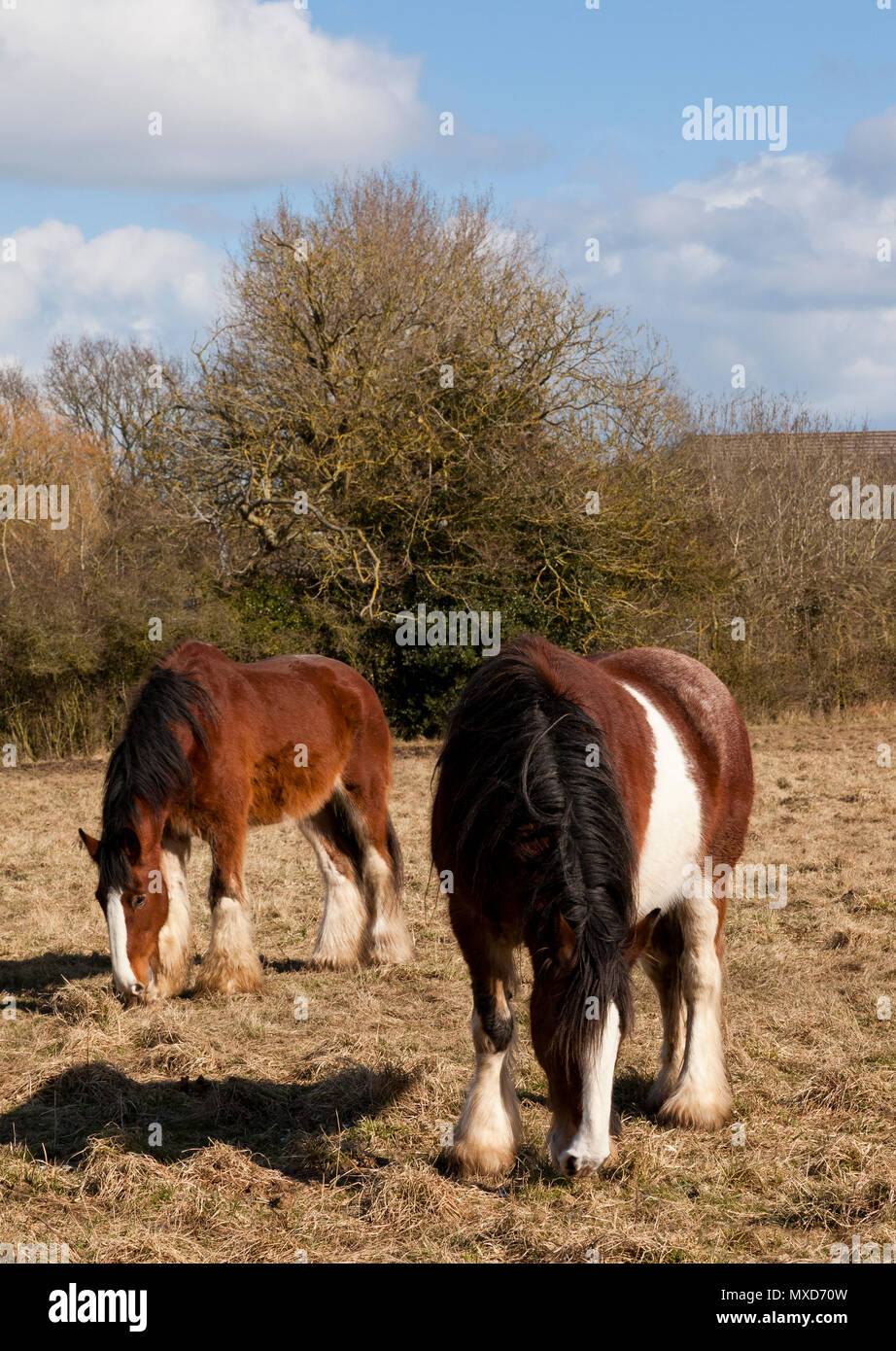 Zwei Shire Horses Stockfoto