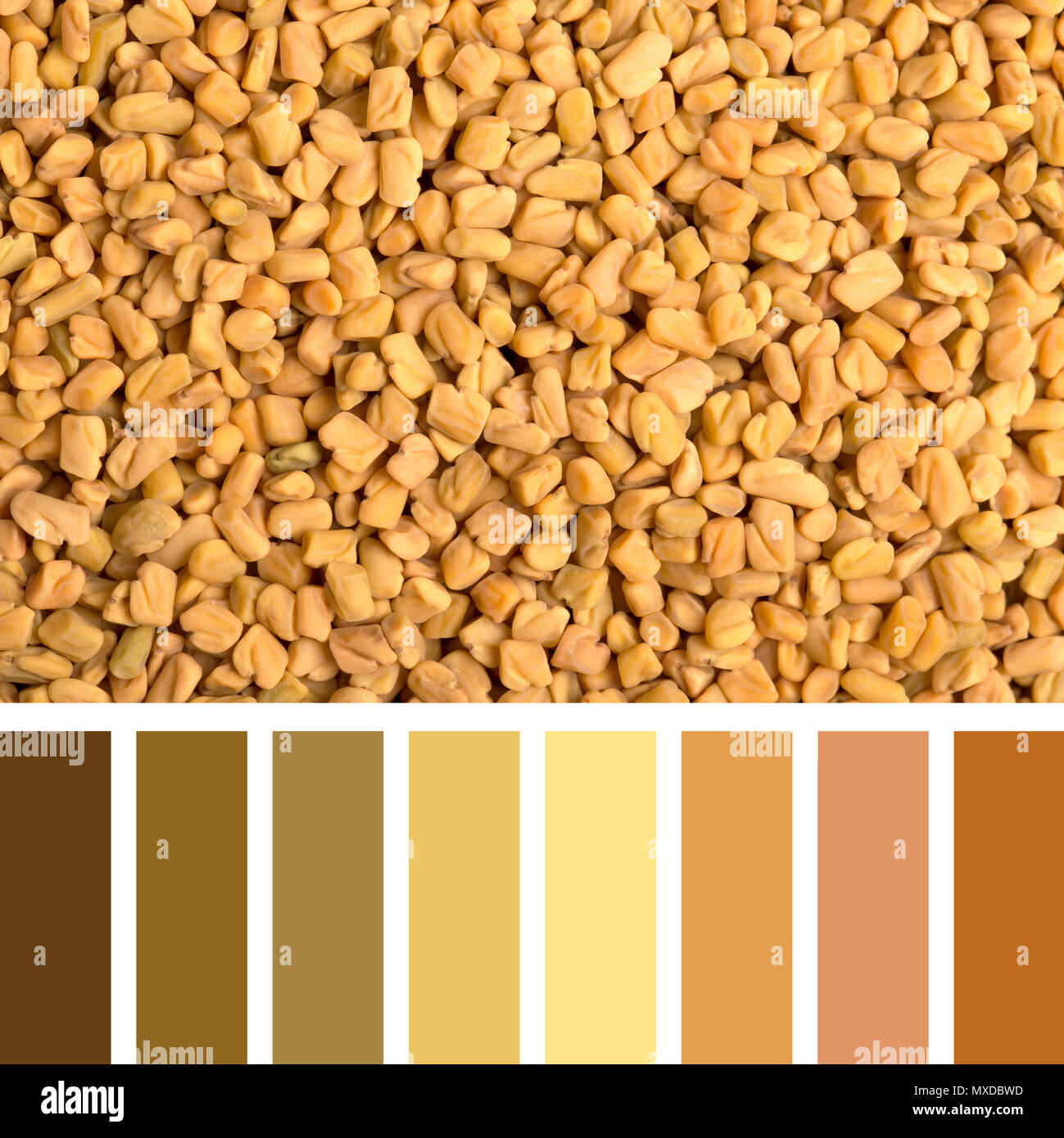 Ein Hintergrund Textur von Bockshornklee Samen in eine Farbpalette mit kostenlosen Farbmuster. Stockfoto