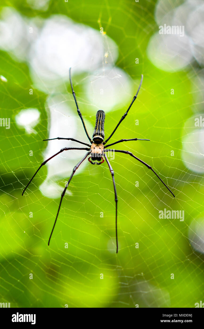 Die riesigen Golden orb Weber Stockfoto