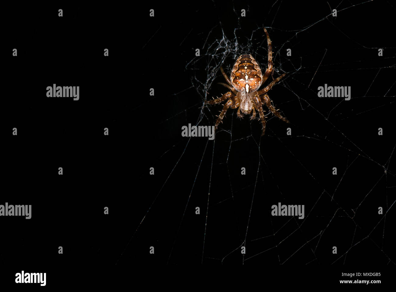 Eine Low Key Landschaft Bild eines gemeinsamen Garten Spinne, Araneus diadematus, mit einem schwarzen Hintergrund. 21. August 2010. Stockfoto