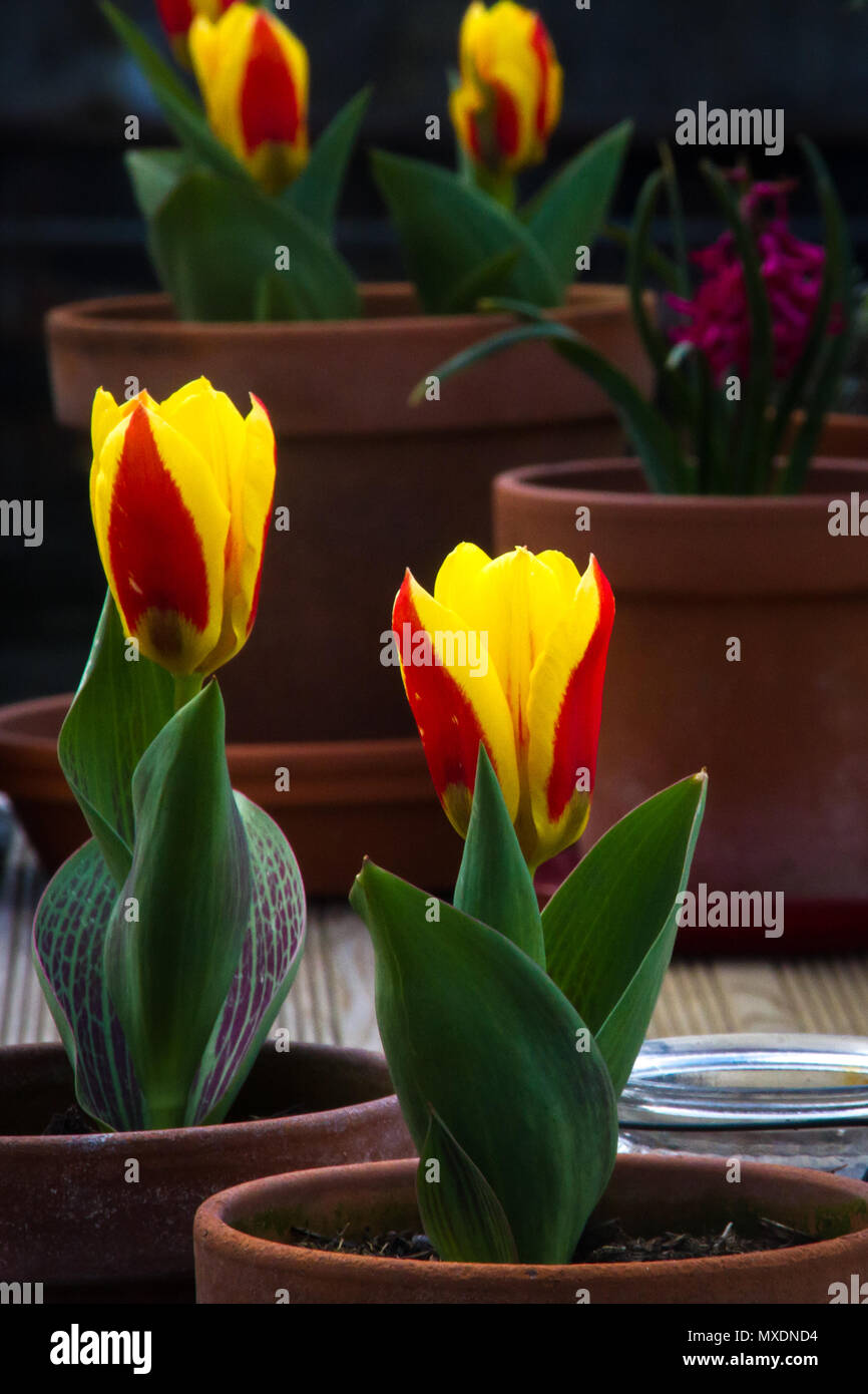 Rote und gelbe Tulpen gepflanzt, die einzeln in Ton Blumentöpfe Stockfoto