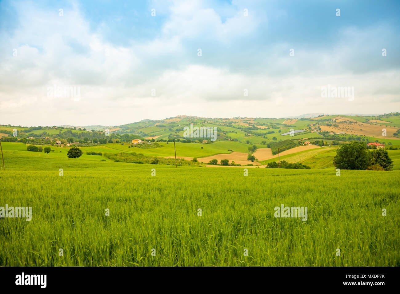 Ländliche Landschaft am Sommer, der Felder in der italienischen Provinz Ancona in Italien Stockfoto