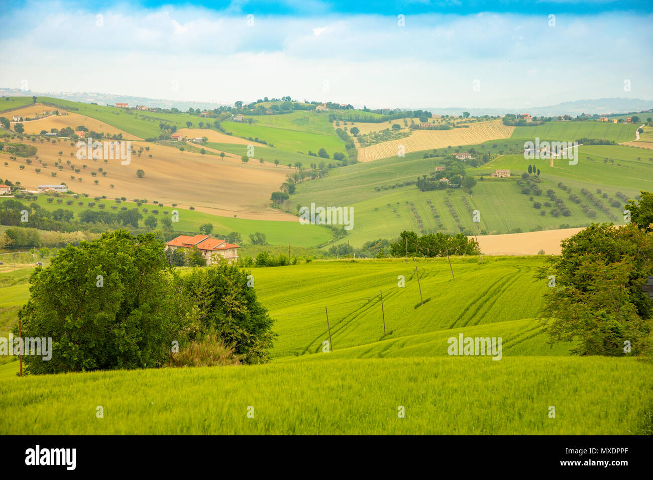Ländliche Landschaft am Sommer, der Felder in der italienischen Provinz Ancona in Italien Stockfoto