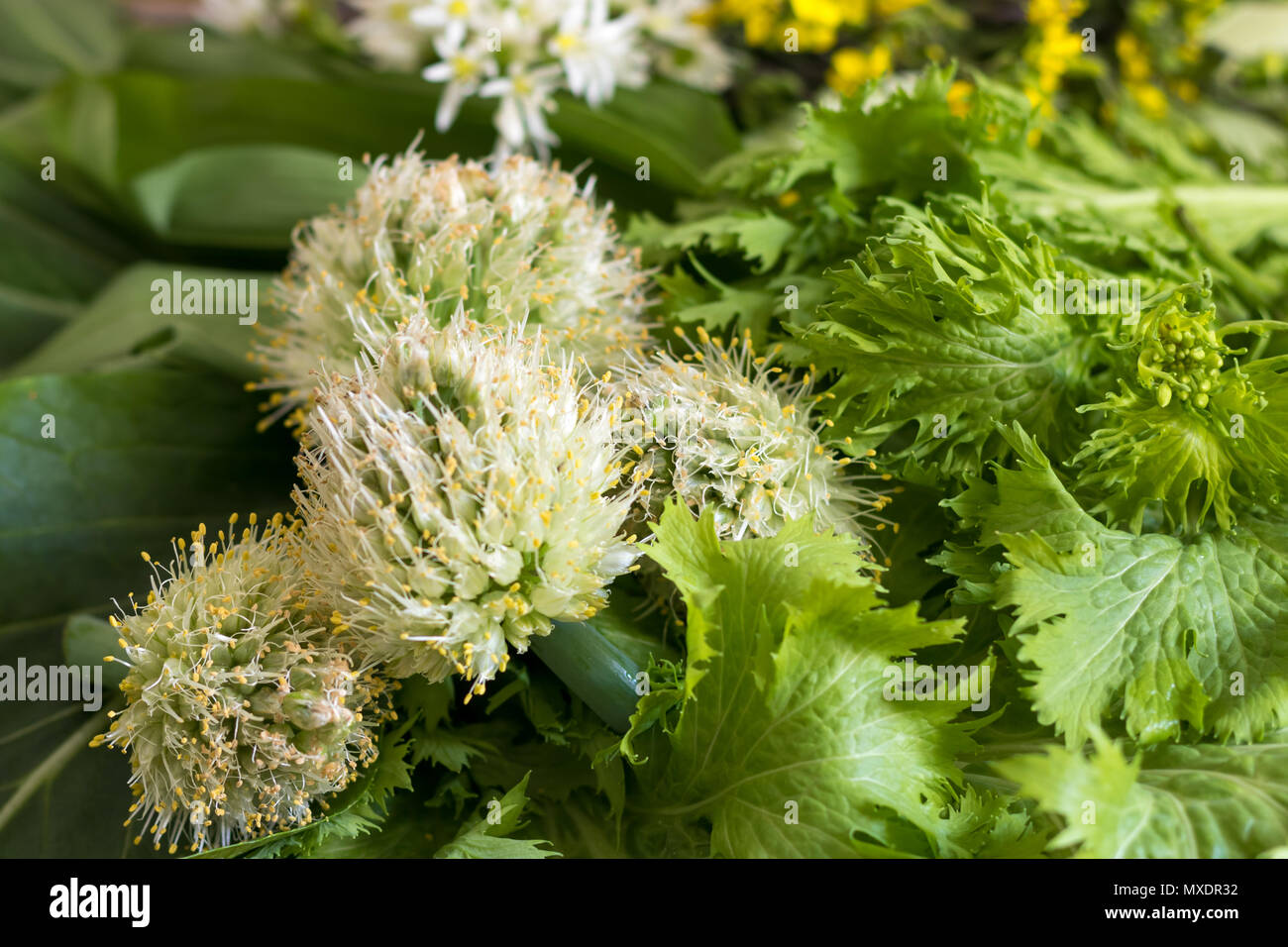 Blühende Waliser Zwiebel (Negi, Japanische ballungen Zwiebel) unter frisch geernteten organische Asiatischen grünes Blattgemüse. Stockfoto