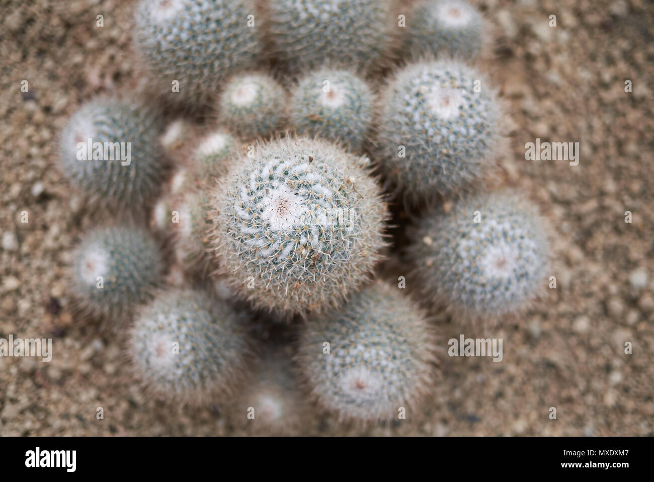 Mammillaria geminispina Anlage Stockfoto