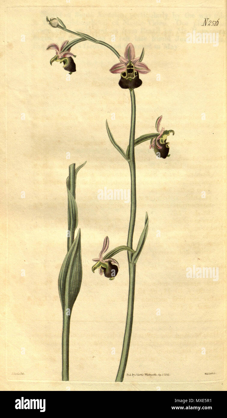 . Abbildung: Ophrys apifera (syn. Ophrys arachnites). 1824. J. Curtis del., Weddell sc. 457 Ophrys apifera (als Ophrys arachnites) - Curtis "51 Pl. 2516 (1824) Stockfoto