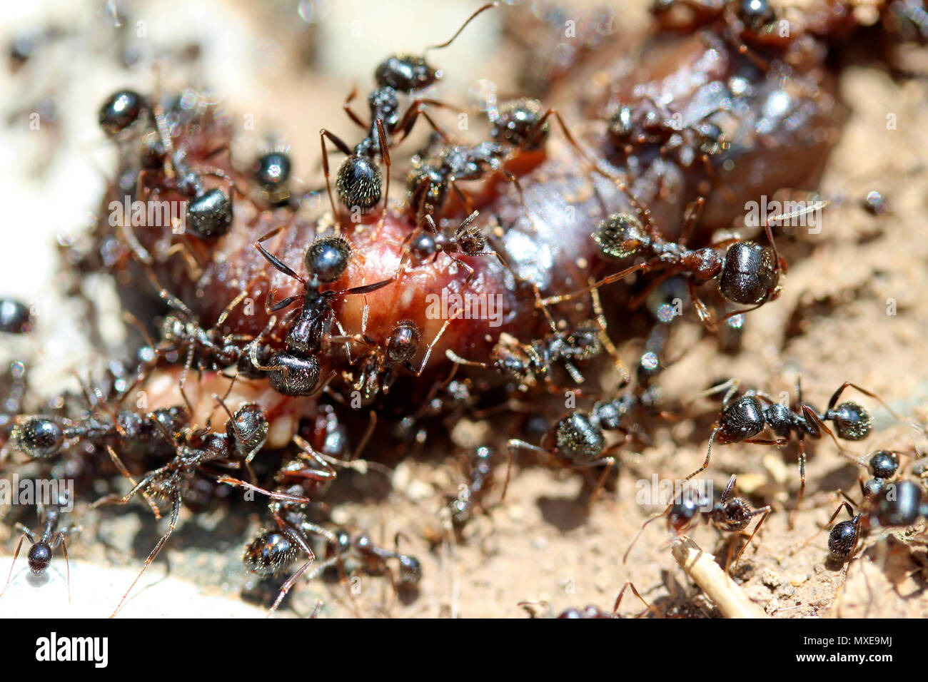 Ameisen essen einen Regenwurm. Stockfoto