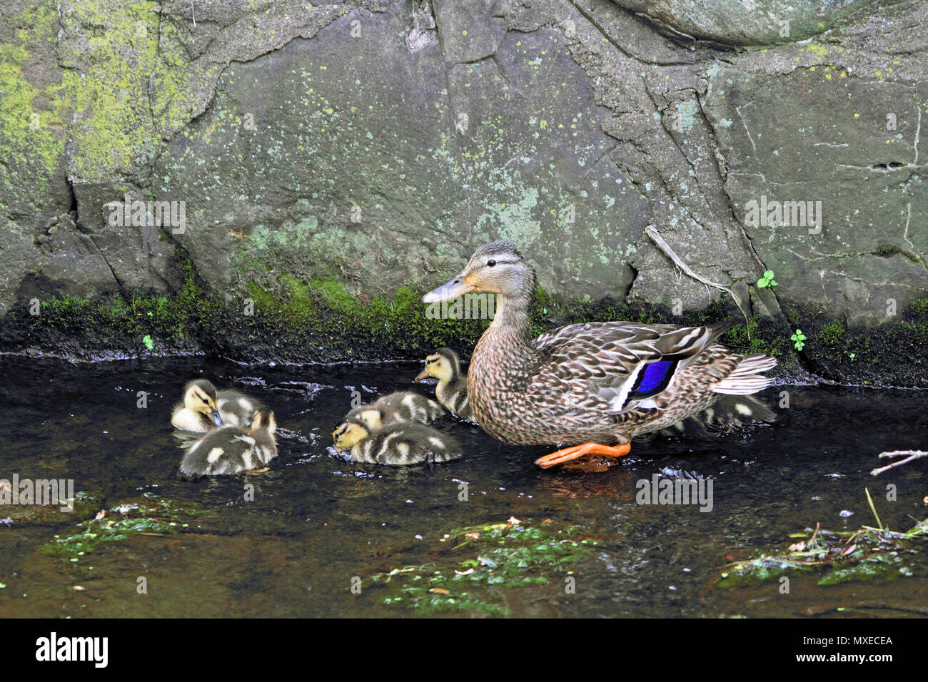 Weibliche Stockente, Anas platyrhynchos, mit Brut Stockfoto