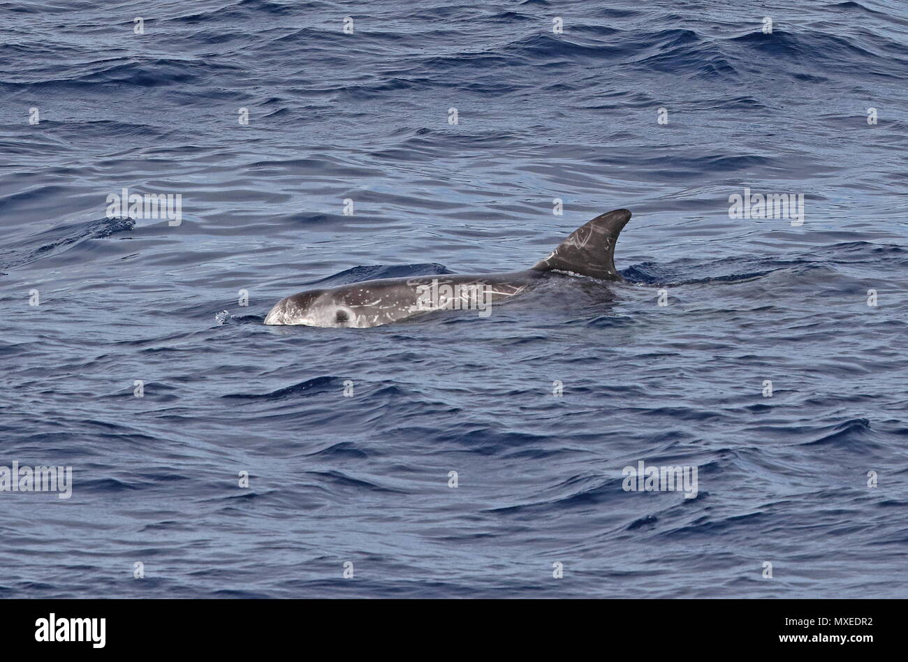 Risso's Dolphin (Grampus griseus) Erwachsenen, die an der Oberfläche der östlichen Atlantik, nördlich von Kap Verde kann Stockfoto