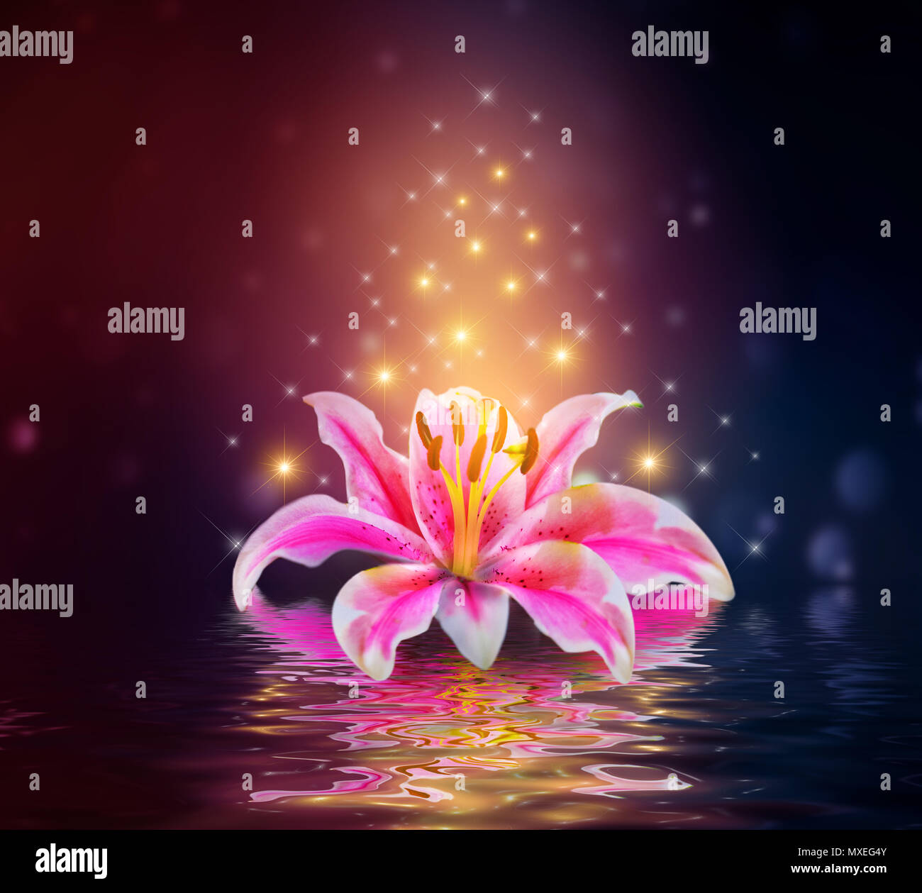 Rosa Lilien Blume auf dem Wasser Reflexion Stockfoto