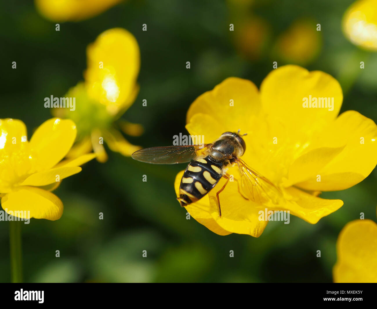 Ein hoverfly auf einer Wiese Hahnenfuß (Ranunculus Acris) Stockfoto