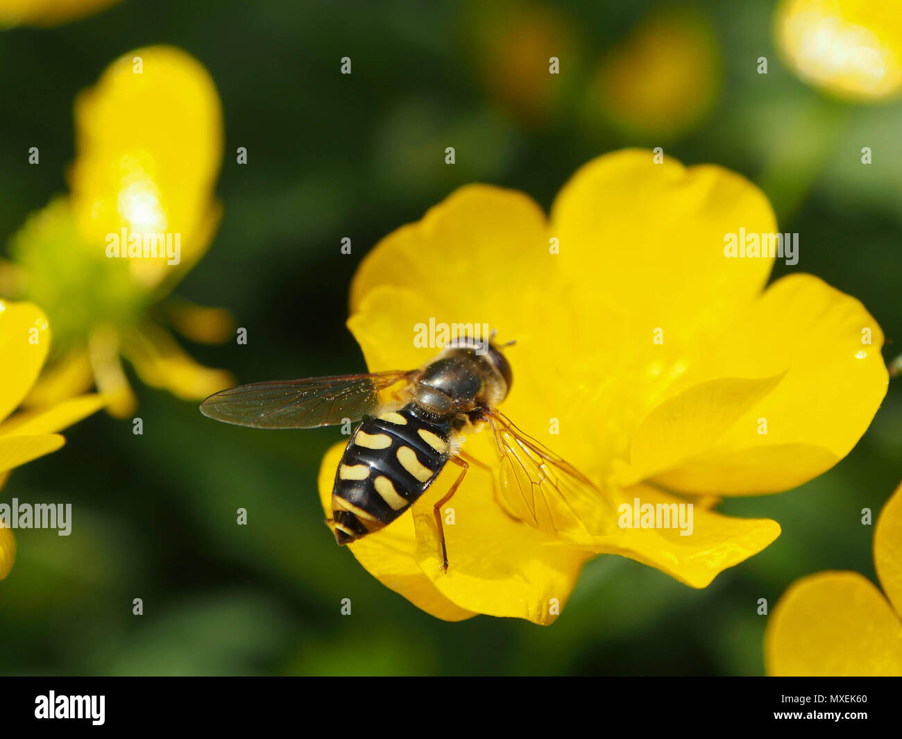 Ein hoverfly auf einer Wiese Hahnenfuß (Ranunculus Acris) Stockfoto