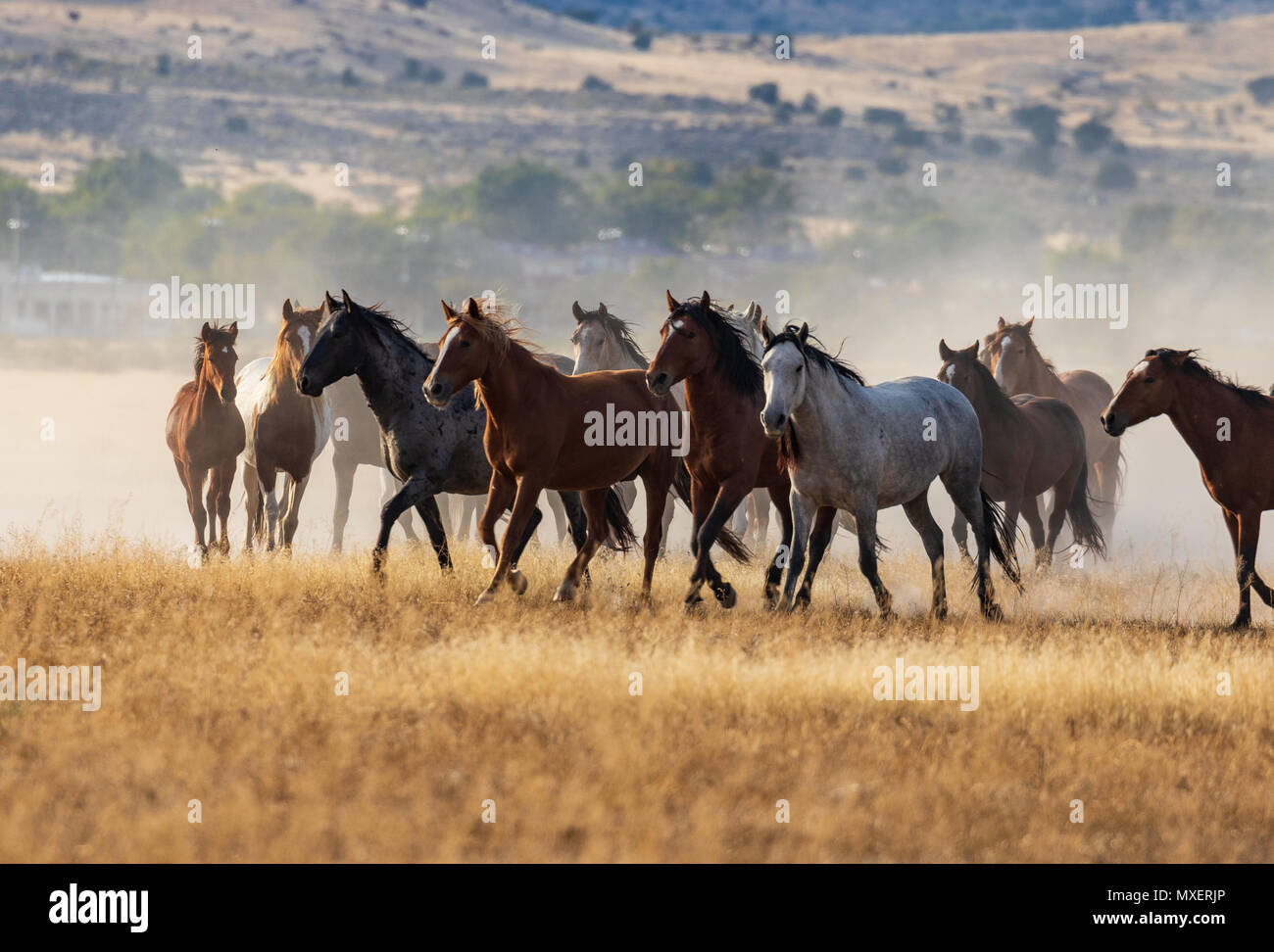 Wilde Pferde in der Wüste von Utah Stockfoto