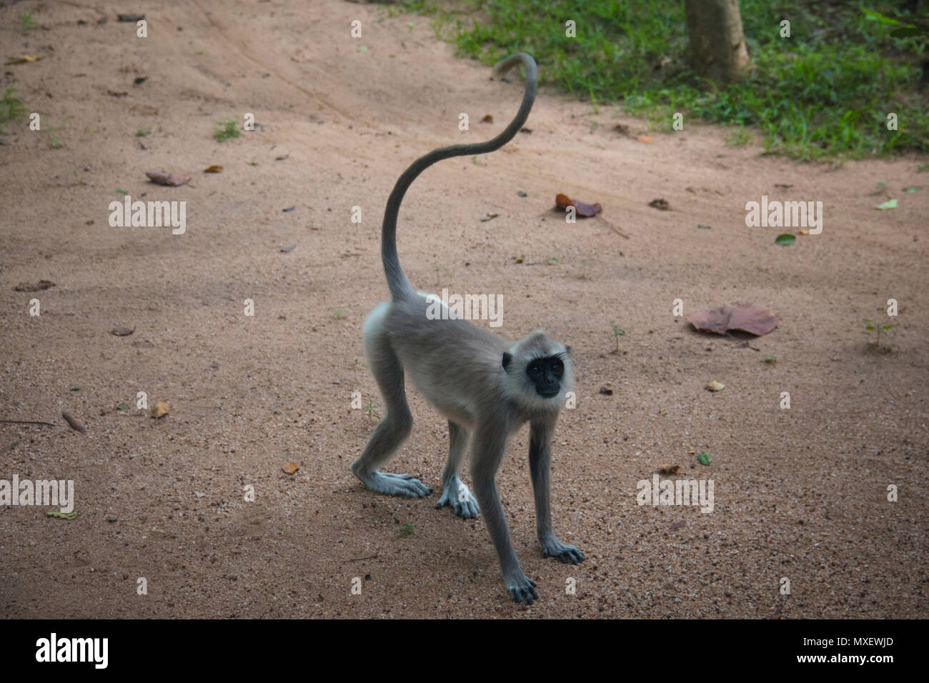 Getuftete Grau Langurs, eine Art von Affen leben in Sri Lanka, können rund um rock Lion's in Sigiriya gefunden werden Stockfoto