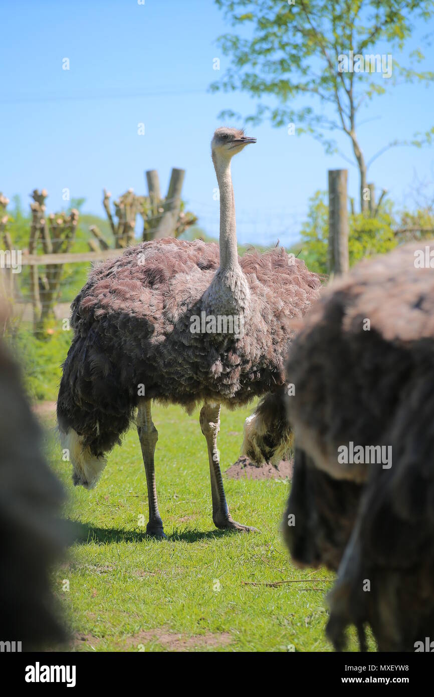 Weibliche gemeinsame Strauß (Struthio camelus) aus der Zucht Simbabwe Blau. Stockfoto