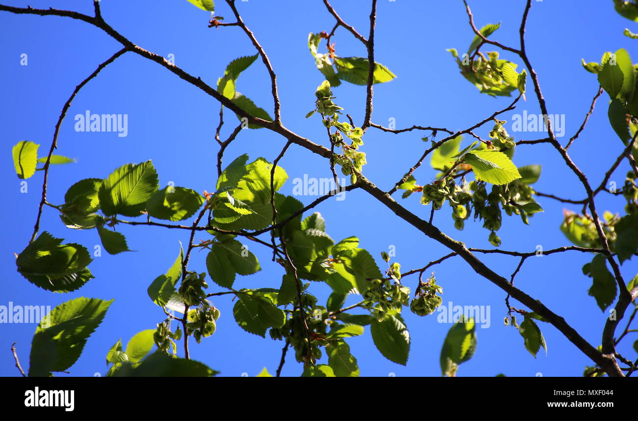 Zweig des Europäischen weiße Ulme (Ulmus laevis) mit Früchten. Stockfoto