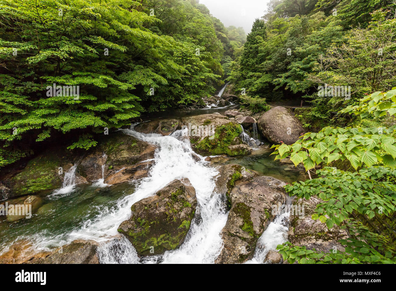 Die Shiratani Unsuikyo Schlucht ist eine üppige Natur Park mit vielen der antiken Insel Yakushima Zedern. Der Park bietet ein Netz von Wanderwegen Stockfoto