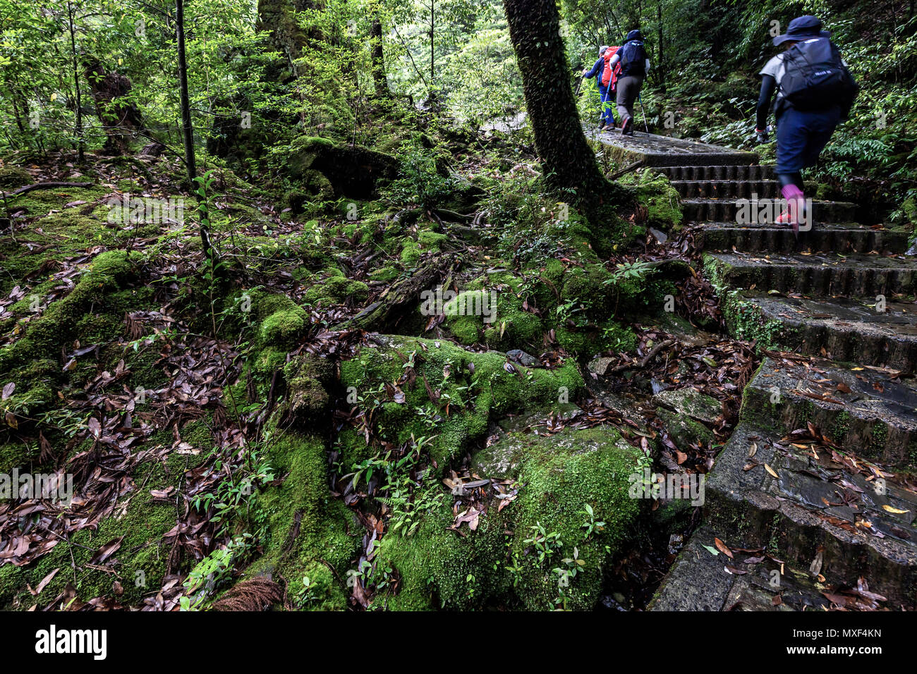 Wanderer bei Shiratani Unsuikyo Schlucht ist eine üppige Natur Park mit vielen der antiken Insel Yakushima Zedern. Der Park bietet ein Netz von Wander- t Stockfoto