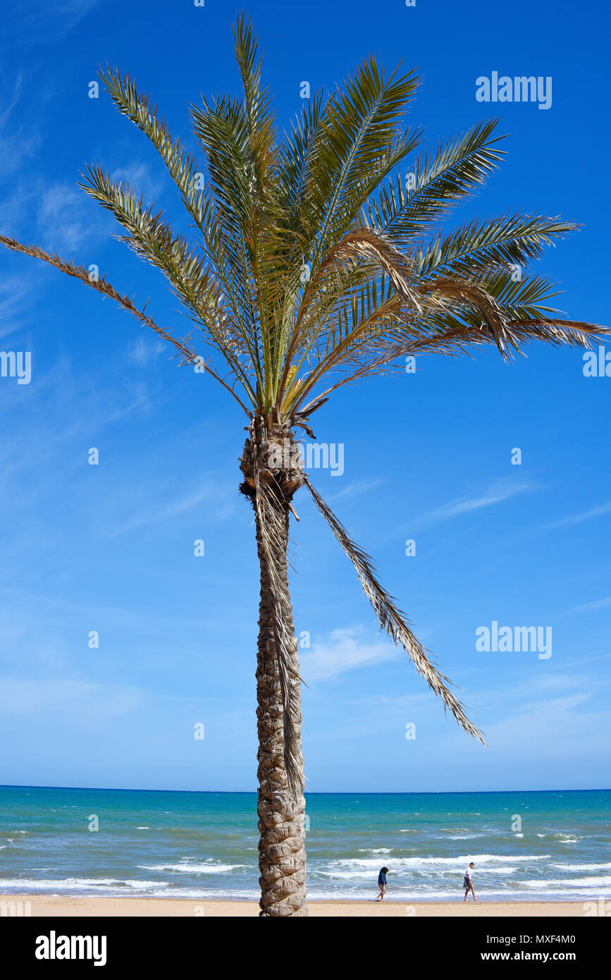 Palme am mediterranen Strand in blauem Himmel. Menschen, die entlang der Küste laufen. Sonnig. Gehhilfen. Leute am Strand. Das medizinische Meer Stockfoto