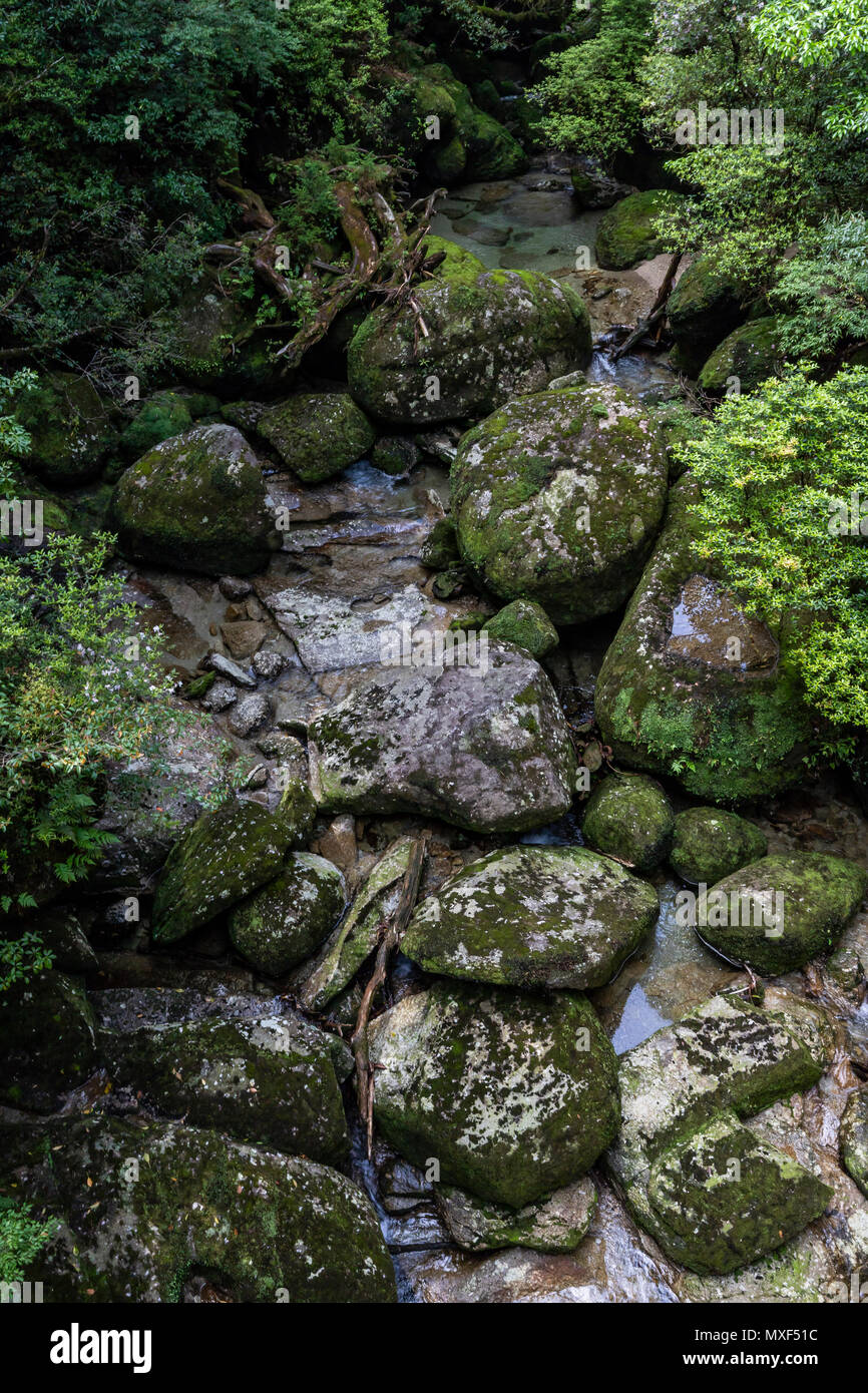 Yakusugiland - obwohl es klingt vielleicht wie eine kitschige Theme Park mit Bäumen gewidmet ist, ist es wirklich mehr eine Natur wandern Park. Es gibt kurze Wege, Stockfoto