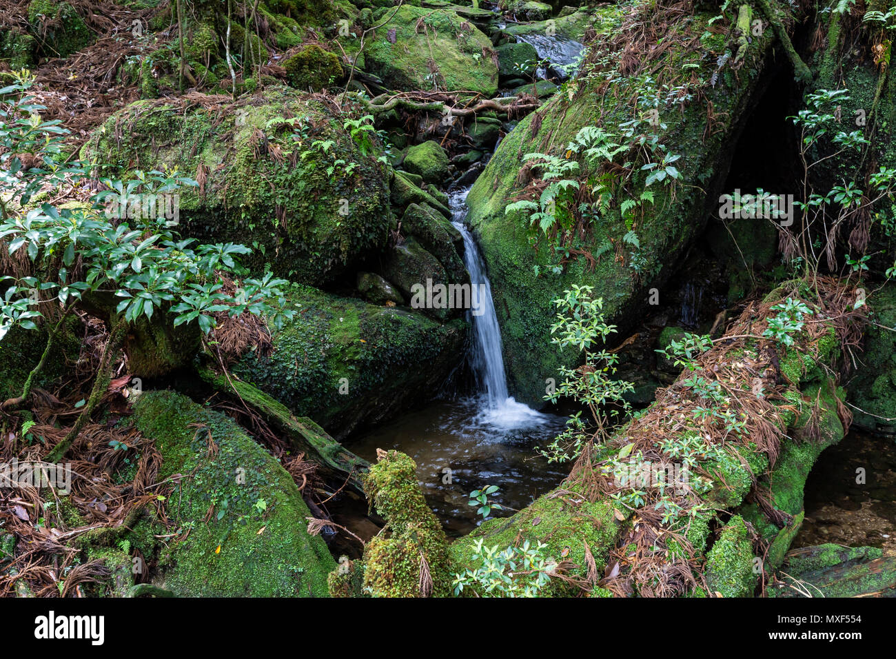 Yakusugiland - obwohl es klingt vielleicht wie eine kitschige Theme Park mit Bäumen gewidmet ist, ist es wirklich mehr eine Natur wandern Park. Es gibt kurze Wege, Stockfoto