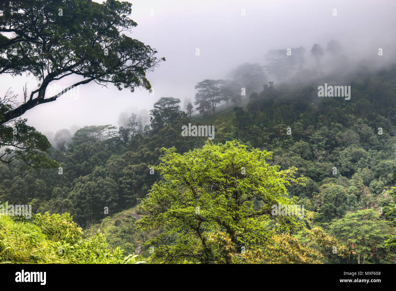 Der Bereich der Fingerknöchel Berge rund um Kandy in Sri Lanka bieten spektakuläre Ausblicke mit wunderschönen Teeplantagen Stockfoto